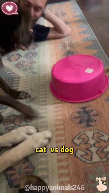 СМЕШНЫЕ КОТЫ 😺 2026 ЛУЧШИЕ ПРИКОЛЫ С КОТАМИ ,КОШКАМИ ,ЖИВОТНЫЕ,СМЕШНЫЕ ВИДЕО