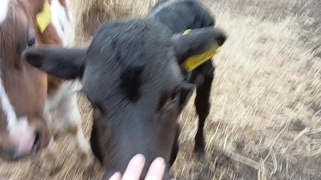 Бычки.Телята.