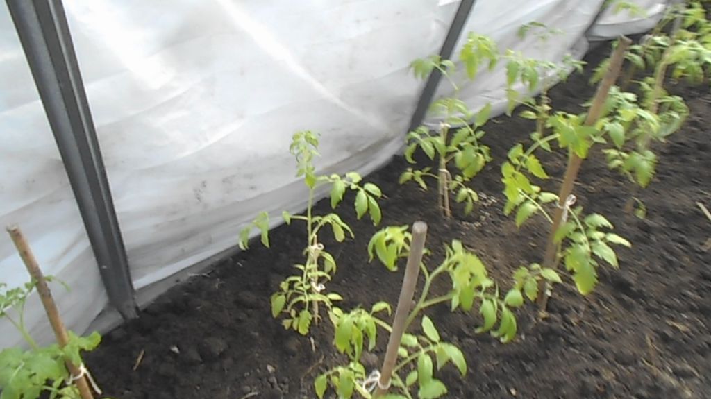 ПОСАДКА ТОМАТОВ В ТЕПЛИЦУ