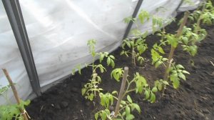 ПОСАДКА ТОМАТОВ В ТЕПЛИЦУ
