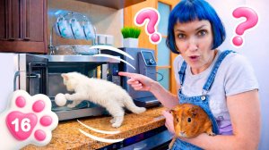 Яйцо взорвалось в микроволновке? Утренний беспорядок с котёнком Кефиром!