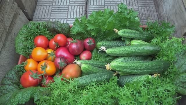 Зачем так рано высаживать томаты? - спрашивают у меня скептики. Отвечаю наглядно. 21.04.2026.