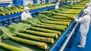 Внутри фабрики по переработке бананового стебля.