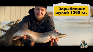 Зарыбление 1360 кг щуки в вип зону