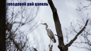 гнездовой рай цапель
