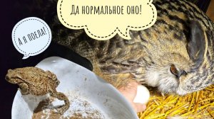 У совы Ёлки испортилось яйцо в ямке. Скоростной ёжик бегает к мисочке наперегонки со мной