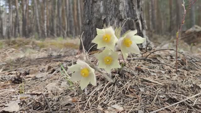 Челябинск подснежники, живая природа. Парк Гагарина сосновый бор р.Миас.  20.04.2026г