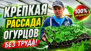 Лучший способ вырастить много крепкой рассады огурцов!