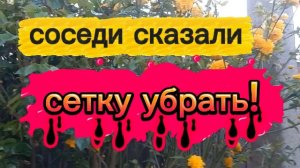 Соседи сказали , сетку убрать! Рассада кабачков.