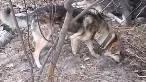 Что случилось с сохатым?