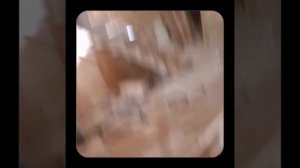 1000056805.mp4 (Собака наблюдает за устройством лестницы на 2-ой этаж в доме А-фрейм)