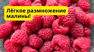 Малину на рассаду этим способом можно легко размножить в любых количествах!