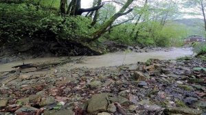 После дождя: журчание лесного ручья