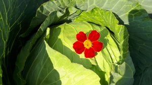 2367.  ВПЛ, посев капусты,вторая очередь.