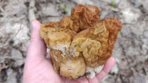 Собираем грибы сморчки в апреле