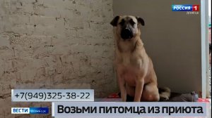 Возьми питомца из приюта