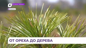 Уникальный проект: в Приморье появится плантация кедра с улучшенными свойствами