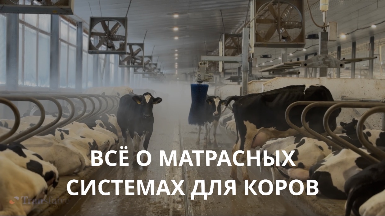 Всё о матрасных системах для коров