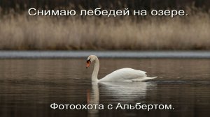 Фотоохота с Альбертом. Снимаю лебедей на озере.