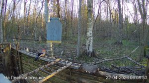 LIVE: На лесной опушке. Природа онлайн