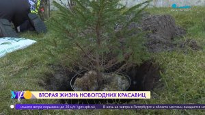 «Ёлочка, живи». Вторая жизнь новогодних красавиц