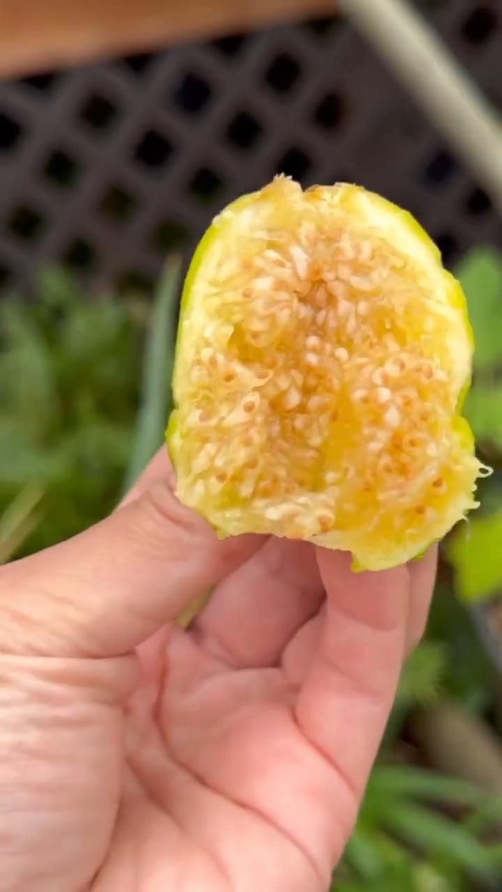 Инжир Апшеронский — мёд на ветке. Ростов-на-Дону | Маленькие Сады