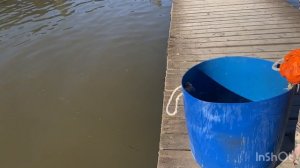 Запускаем форель в водоем!