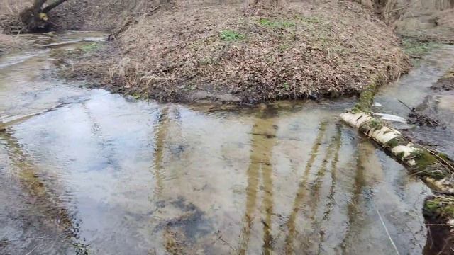 Красота у лесной речки!