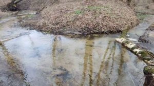 Красота у лесной речки!