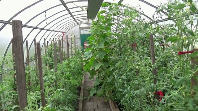 Зачем так рано высаживать томаты? - спрашивают у меня скептики. Отвечаю наглядно. 21.04.2026.