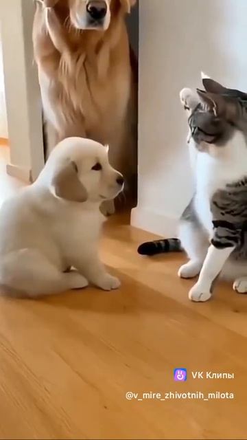 Клип @meowtaverse