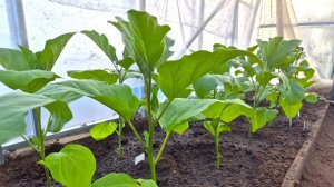 Высадила баклажаны к томатам в летнюю теплицу