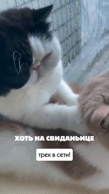 #майлз #растопила