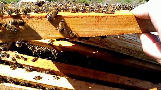 Пчёлы.1й  ивовый  мёд 26 г., несмотря на ,,морозы,, 22.04.26.