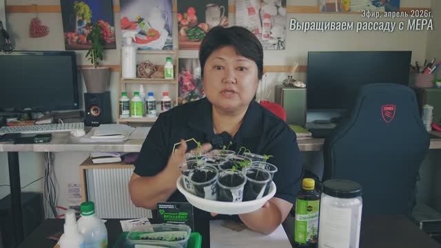 Выращивание рассады томатов с биоудобрениями и биопрепаратами МЕРА