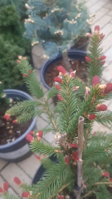 ❤🌲Ель Рыдал с красными приростами
✔Продажа растений в макс и телеграм канале: Https://t.me/love_is_h