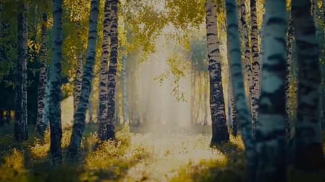 Дорогой российский лес!