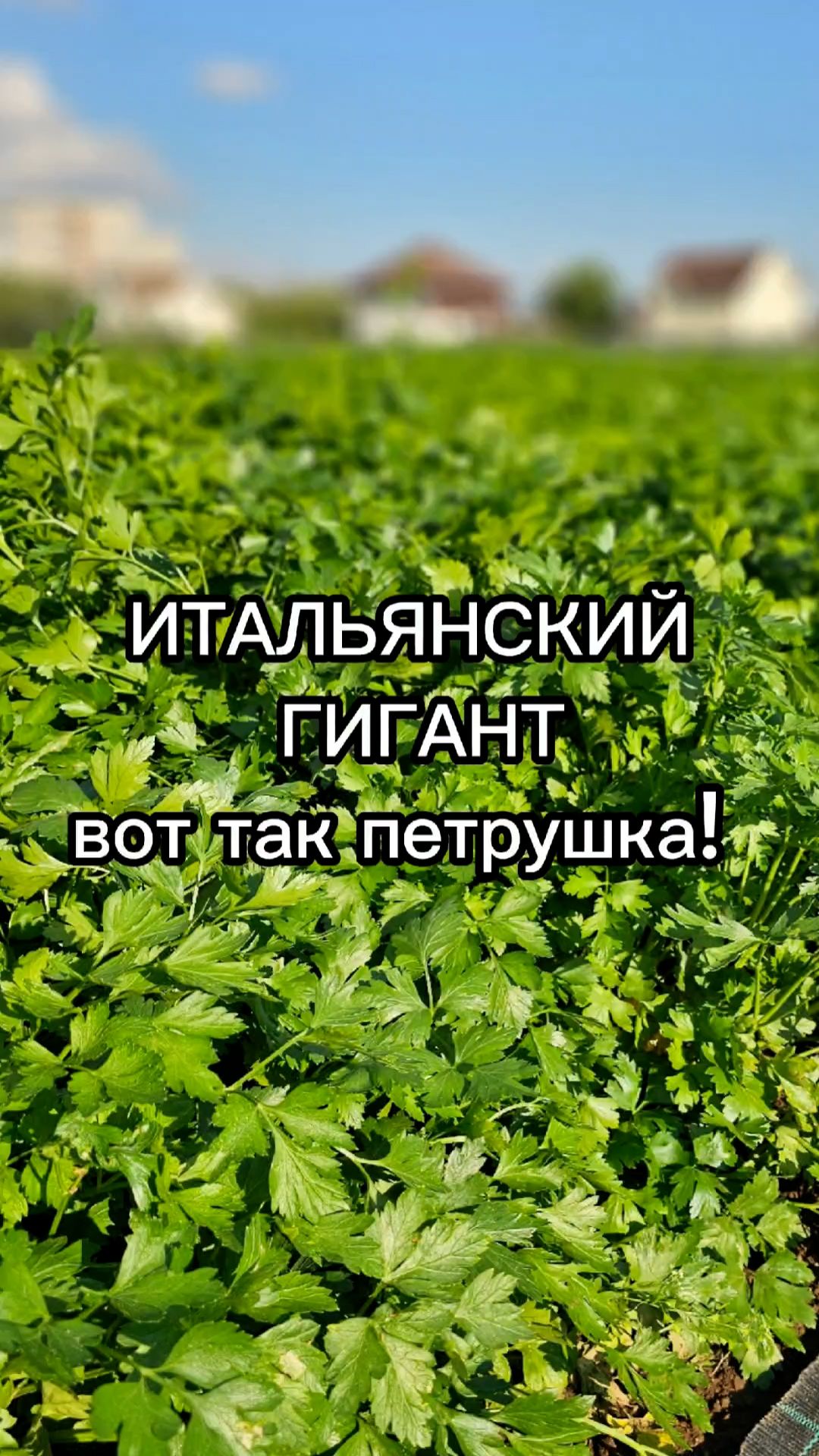 ХИТ ПРОДАЖ среди петрушки!