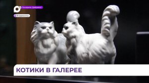 В Приморской картинной галерее поселились домашние и дикие кошки