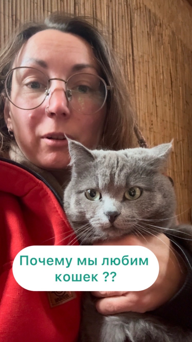 Почему мы любим кошек