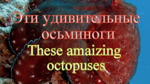 Эти удивительные осьминоги