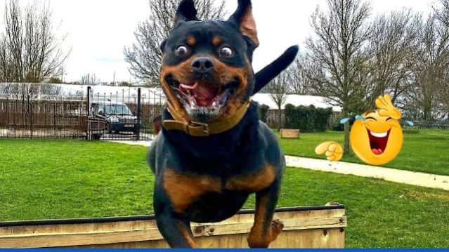 Приколы с животными🤗 Смешные видео про животных 🤗СМЕШНОЕ ВИДЕО😍 Наши любимые смешные животные