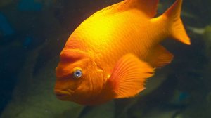 🔥🐟Огненный страж Тихого океана: Любовь, каннибализм и оранжевая тайна рыбы Гарибальдия🌊