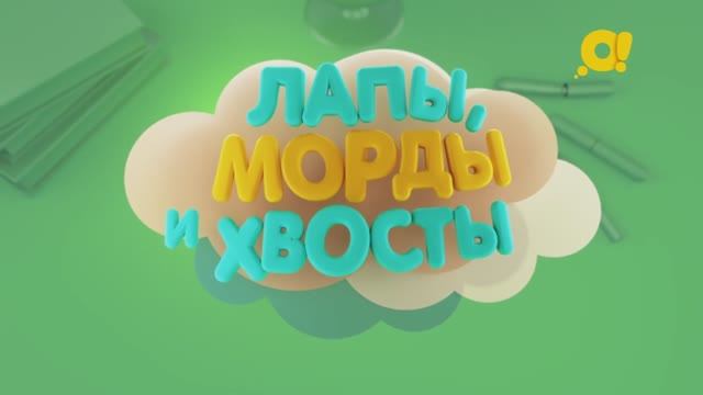 Факты о животных  Лапы морды и хвосты Амадины