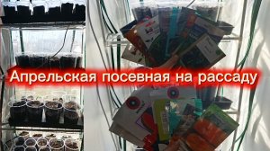 Посеяла огурцы,кабачки,тыквы,арбузы и капусту.