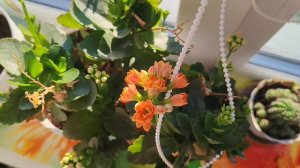 каланхоэ в деревне зацвел на окне