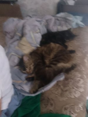 мои любимые котята люблю вас