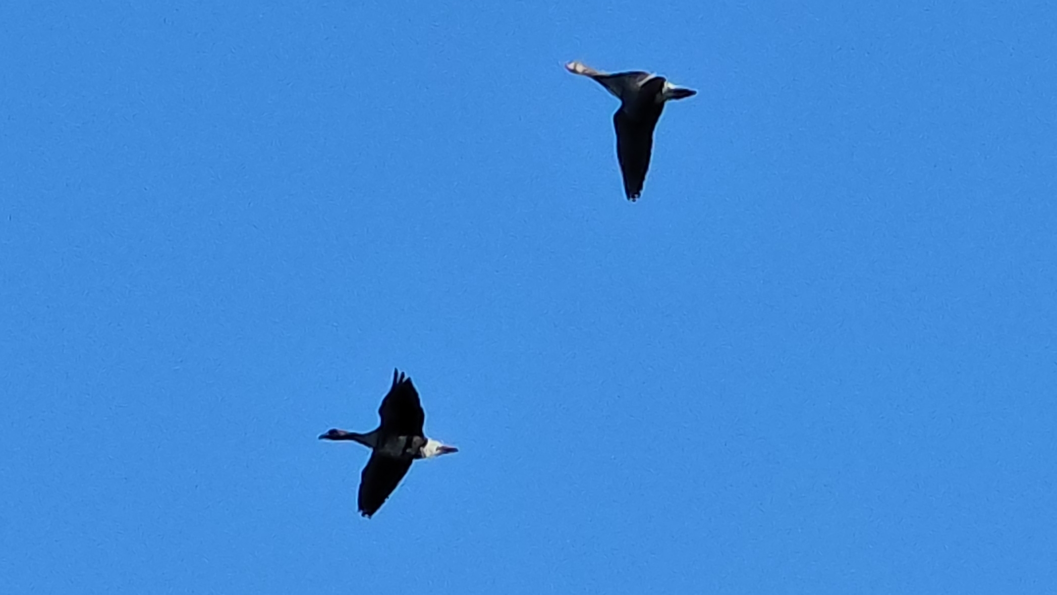 Осадил гусей дома