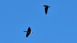 Осадил гусей дома