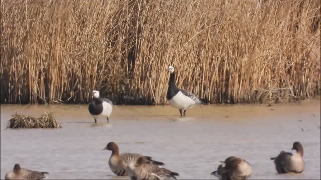 Белощёкая Казарка, бёрдвотчинг в Новгородской области, Ушерско, 22 апреля 2026